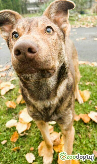 TOFIK - piękny psiak szuka PILNIE domu