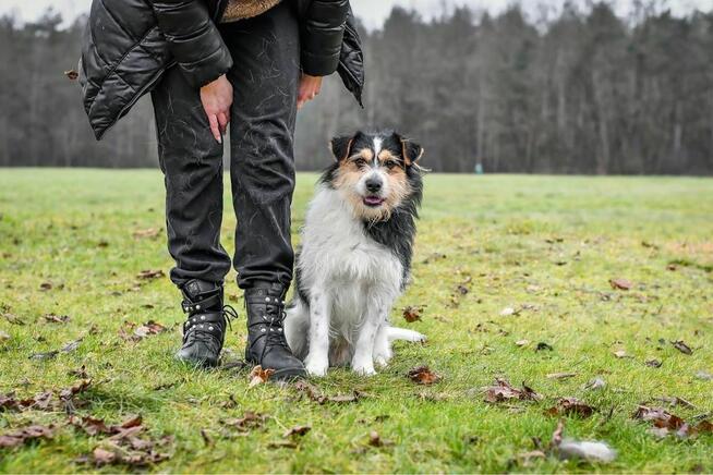 Grot-młody szorstki pies trikolor do adopcji