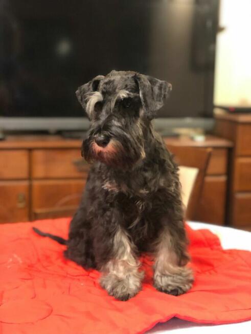 Sznaucer miniaturowy czarnosrebrny