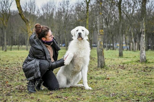 Gabryś-duży, piekny młody, biały pies do adopcji