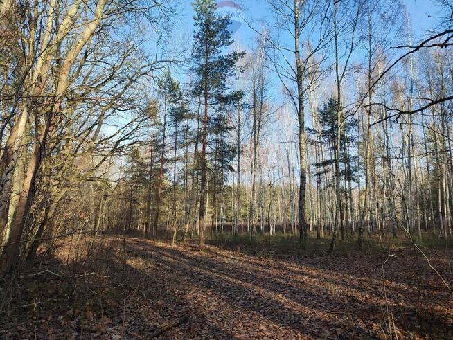 PISKÓRKA _ urokliwa działka w otoczeniu natury