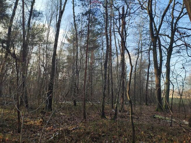 PISKÓRKA _ urokliwa działka w otoczeniu natury