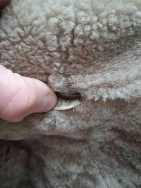 Prawdziwy kożuch z Kurowa