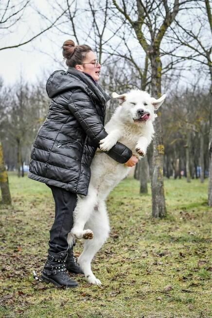 Gabryś-duży, piekny młody, biały pies do adopcji