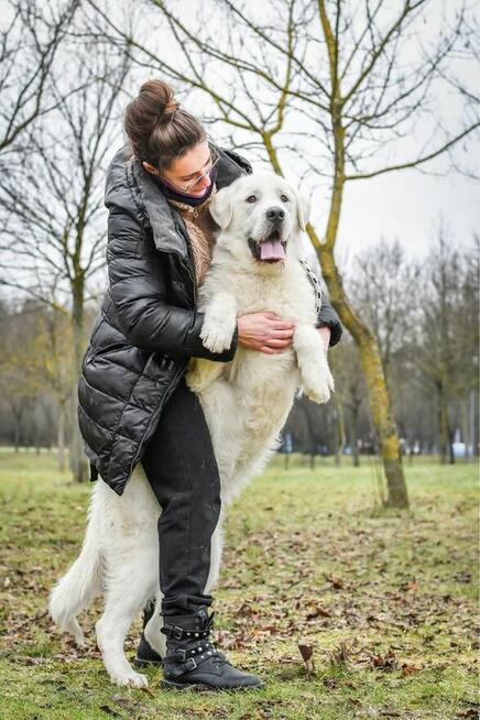 Gabryś-duży, piekny młody, biały pies do adopcji