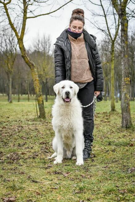 Gabryś-duży, piekny młody, biały pies do adopcji