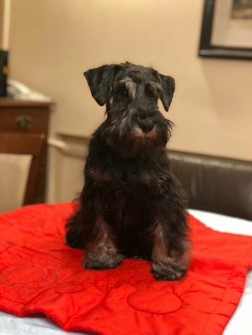 Sznaucer miniaturowy czarnosrebrny