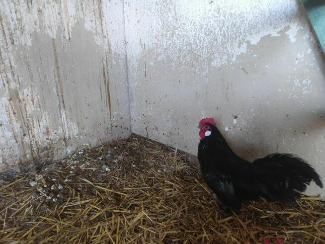 Cwerki koguty polecam 20szt