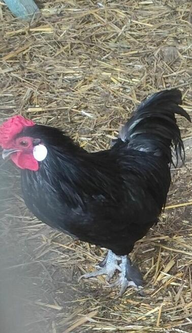 Cwerki koguty polecam 20szt