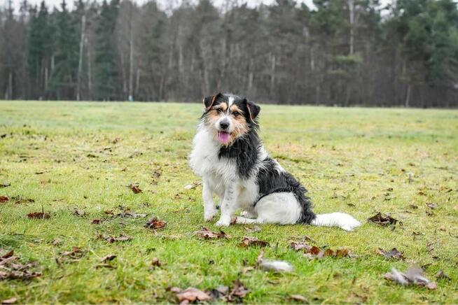 Grot-młody szorstki pies trikolor do adopcji