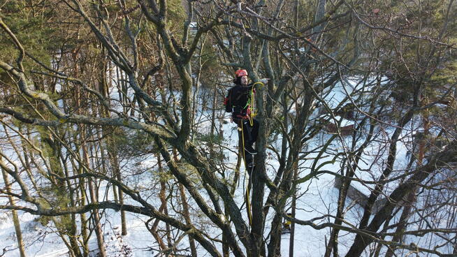 Przycinanie drzew, pielęgnacja drzew, wycinka Pruszków TANIO