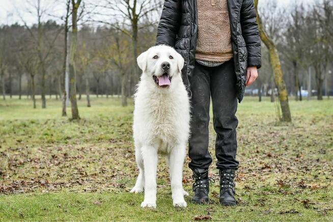 Gabryś-duży, piekny młody, biały pies do adopcji