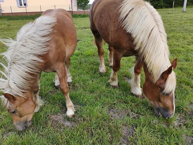 Sprzedam klacz 5- letnia