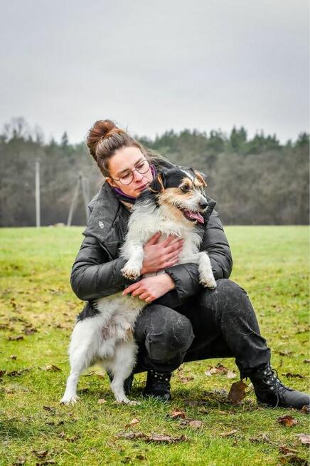 Grot-młody szorstki pies trikolor do adopcji