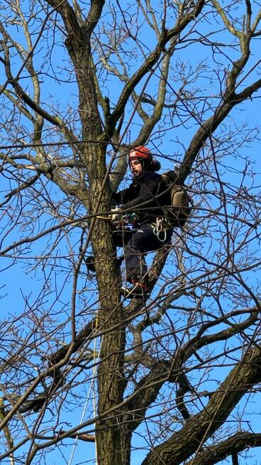 Przycinanie drzew, pielęgnacja drzew, wycinka Warszawa TANIO