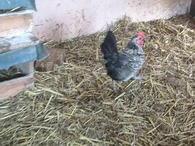 Cwerki koguty polecam 20szt