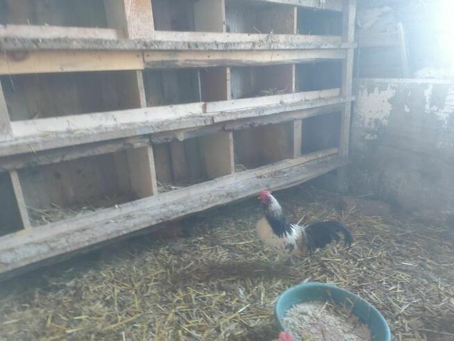 Cwerki koguty polecam 20szt