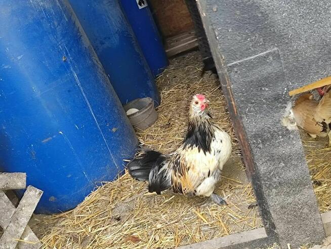 Cwerki koguty polecam 20szt