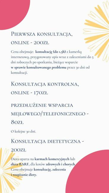 Koci behawiorysta dietetyk behawioryzm kot