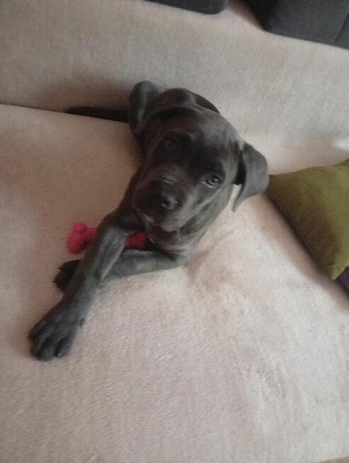 Odam w dobre ręce pieska 4 miesięcznego