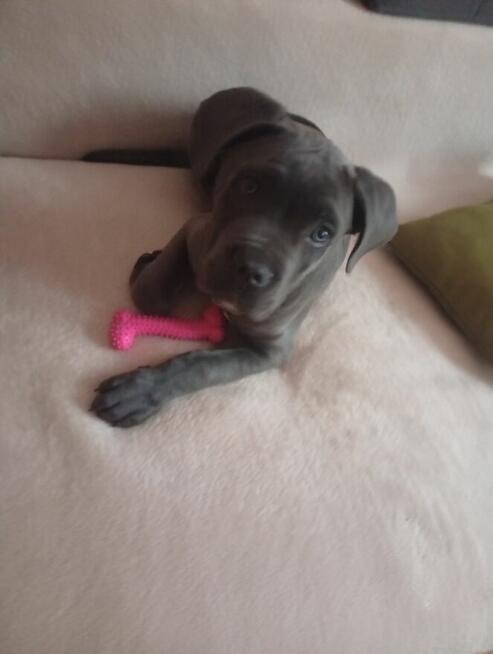 Odam w dobre ręce pieska 4 miesięcznego