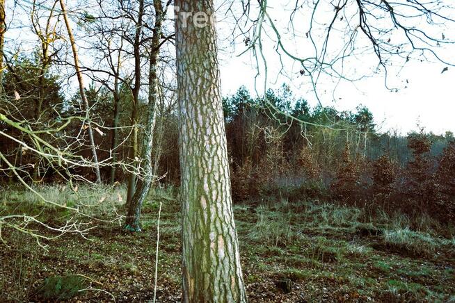 Działka budowlana pod lasem