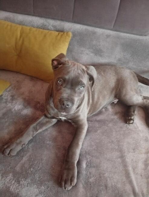 Odam w dobre ręce pieska 4 miesięcznego