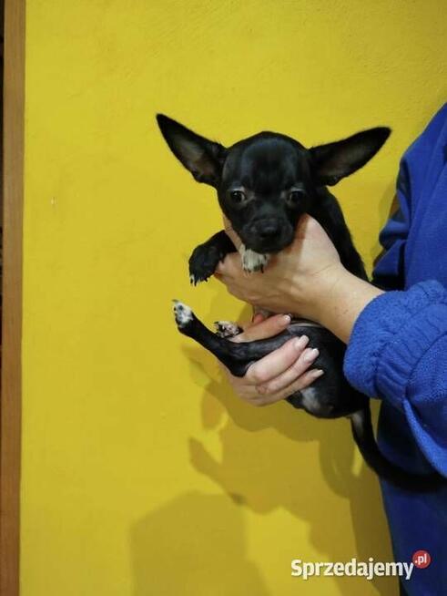 Śliczny piesek chihuahua okolice Warszawy