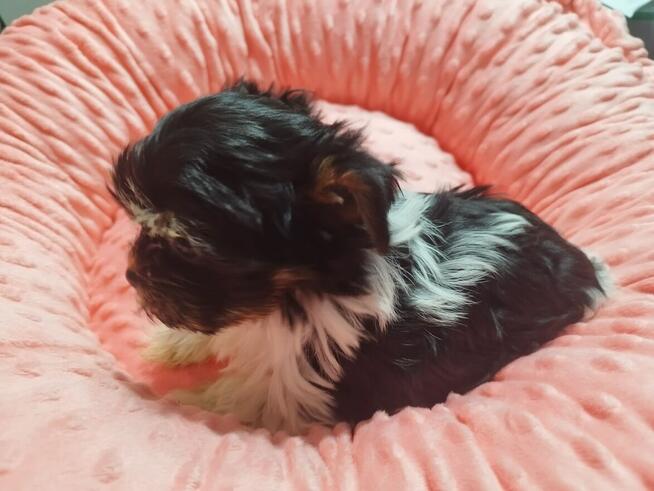 *** Yorkshire Terrier Biewer Dziewczynka ***