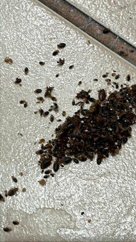 Usuwanie gniazd owadów