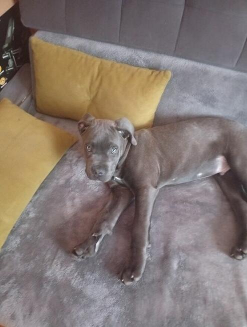 Odam w dobre ręce pieska 4 miesięcznego