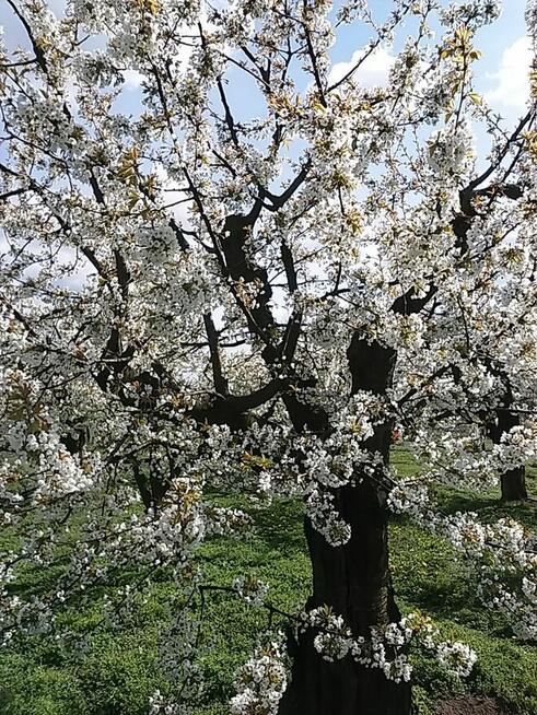 Sprzedam sad owocowy 1,8h