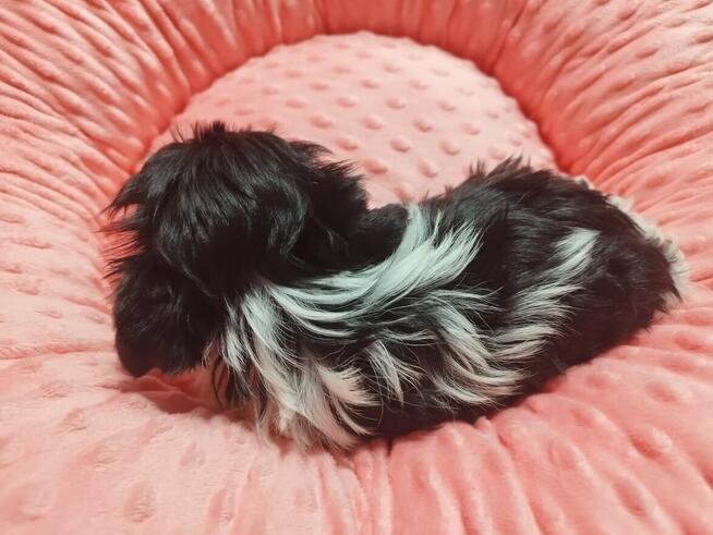 *** Yorkshire Terrier Biewer Dziewczynka ***