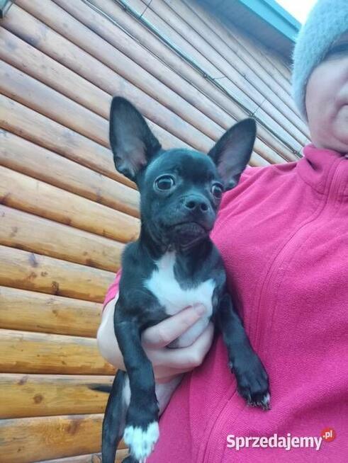 Śliczny piesek chihuahua okolice Warszawy