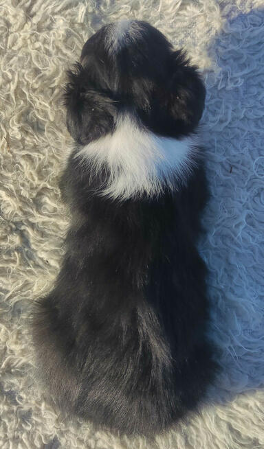 Szczeniak BORDER COLLIE z prof. Hodowli, Pies z pełną dok.