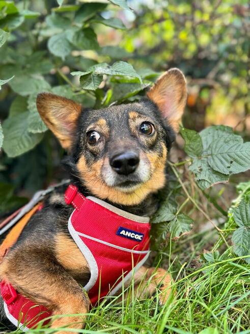 Mikro suczka Karolcia szuka cierpliwego domu