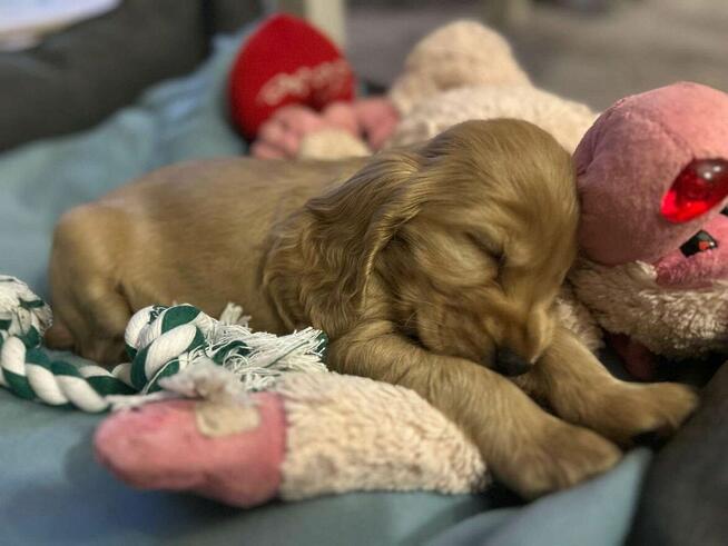 Cocker spaniel angielski szczeniaki