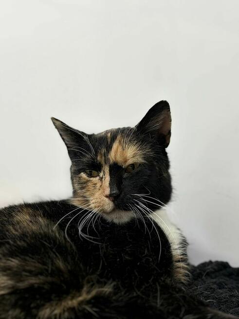 AMber - cudna szylkretka szuka domu!