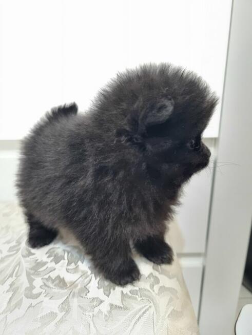 Szpic miniaturowy