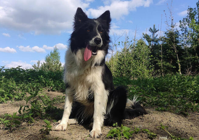 Szczeniak BORDER COLLIE z prof. Hodowli, Pies z pełną dok.