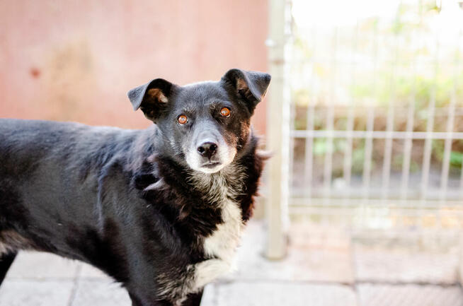 Sonia - spokojna, delikatna sunia szuka domu!