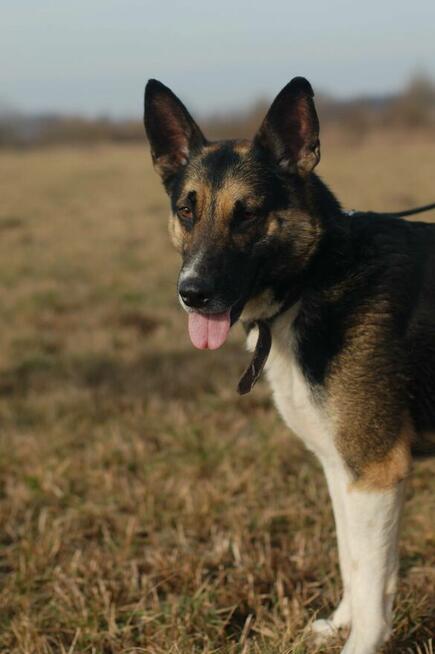 Riko - dostojny i poważny pies szuka domu!