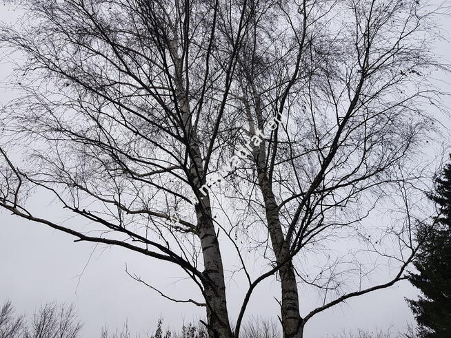 DZIAŁKA PRZY ZALEWIE KOMOROWSKIM