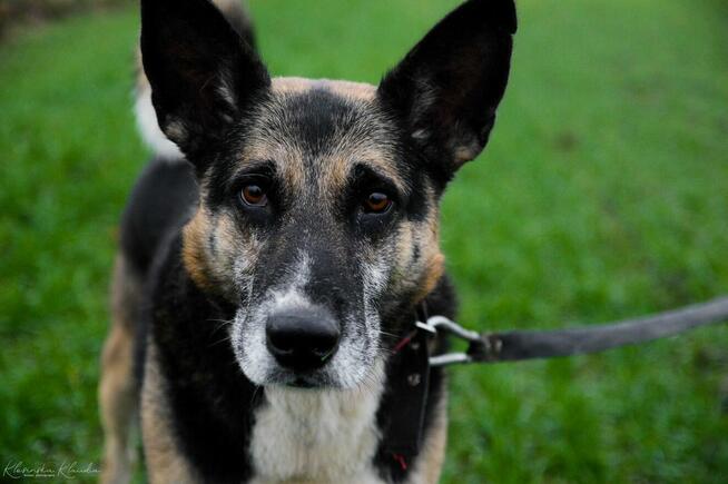 Riko - dostojny i poważny pies szuka domu!