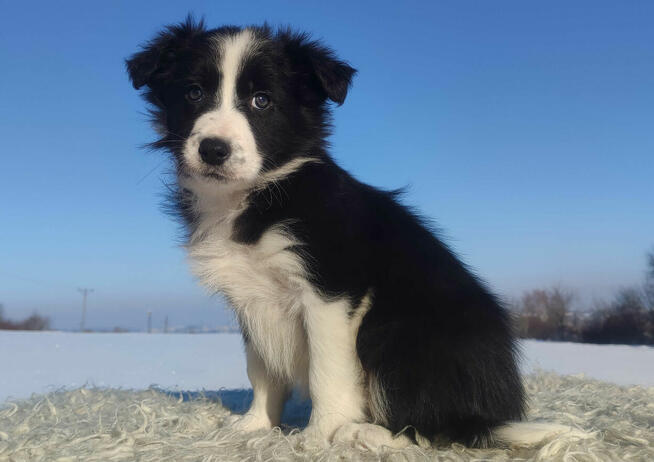 Szczeniak BORDER COLLIE z prof. Hodowli, Pies z pełną dok.
