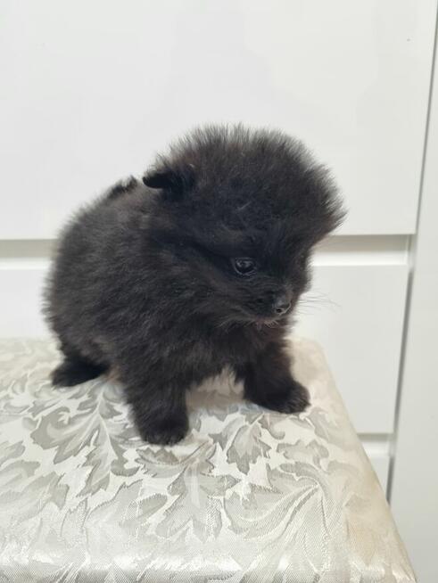 Szpic miniaturowy
