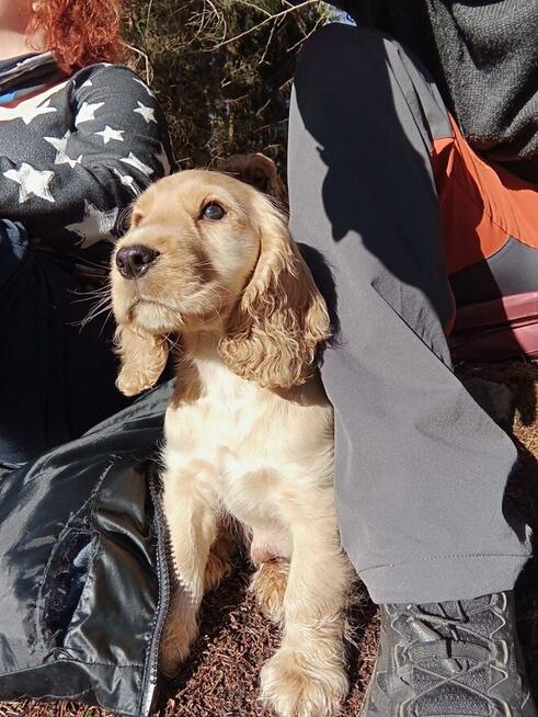 Cocker spaniel angielski szczeniaki