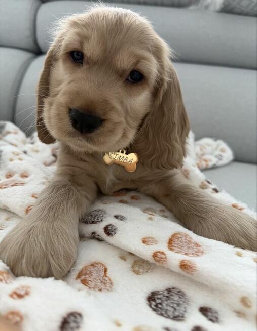 Cocker spaniel angielski szczeniaki