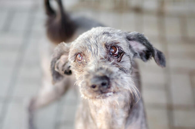Misiek - przyjazny, wesoły psiak szuka domu!