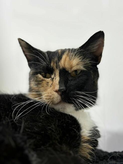 AMber - cudna szylkretka szuka domu!